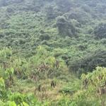 Virgin quarry at Asuaba near Nsawam for sale 70 acre's for $3.5 million