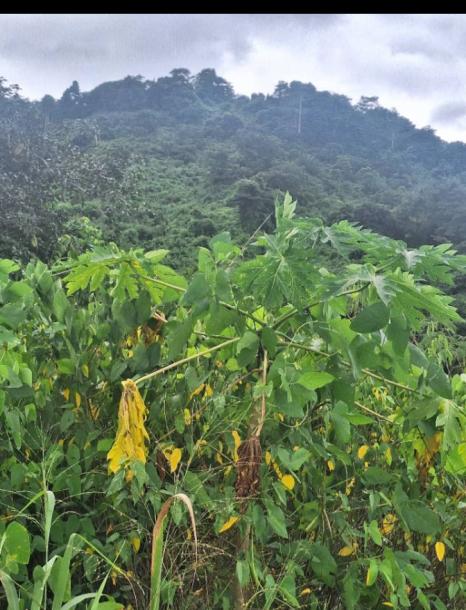 Virgin quarry at Asuaba near Nsawam for sale 70 acre's for $3.5 million-5